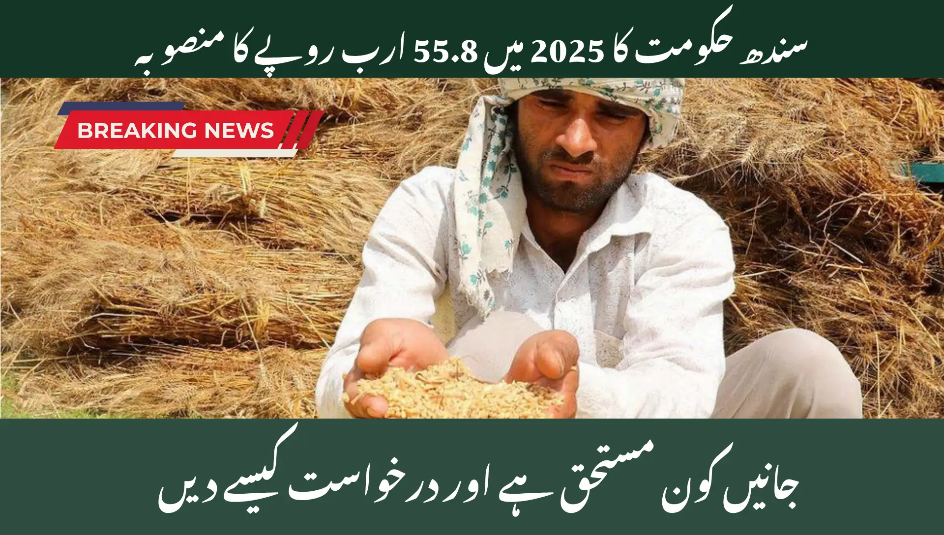 Sindh Unveils Rs55.8 Billion Assistance Plan for Small-Scale Wheat Cultivators
