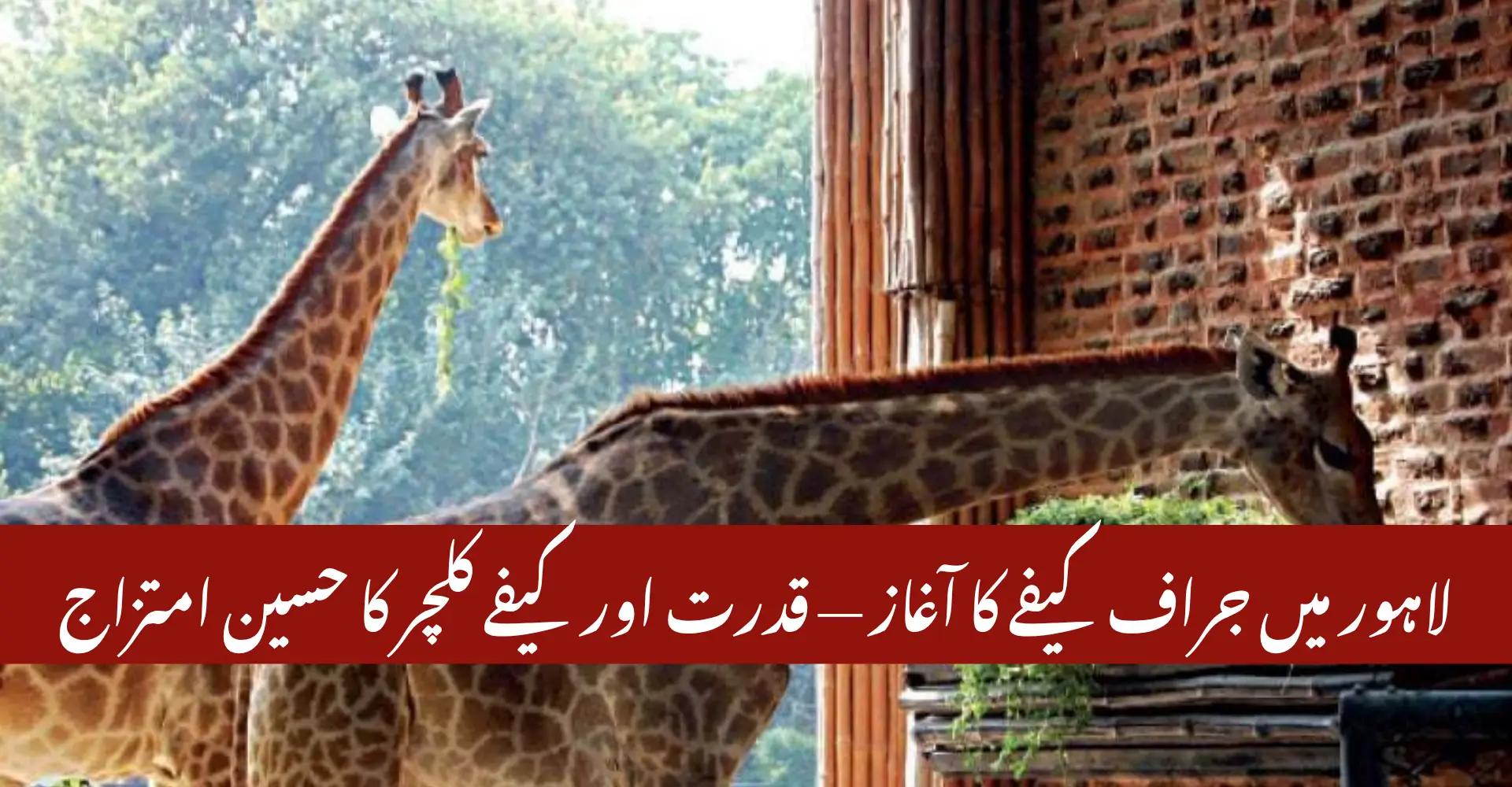 Lahore’s First-Ever Giraffe Café
